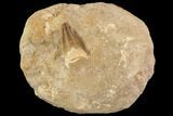 Mosasaur (Prognathodon) Tooth In Rock #91249-1